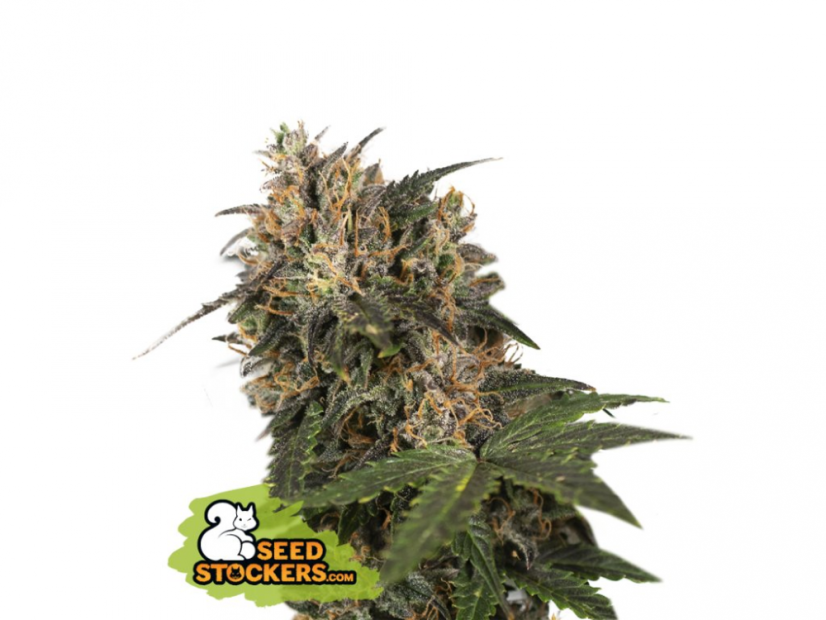 Blackberry Gum - feminizovaná semínka konopí - Počet semen v balení: 3, Výrobce: Seed Stockers