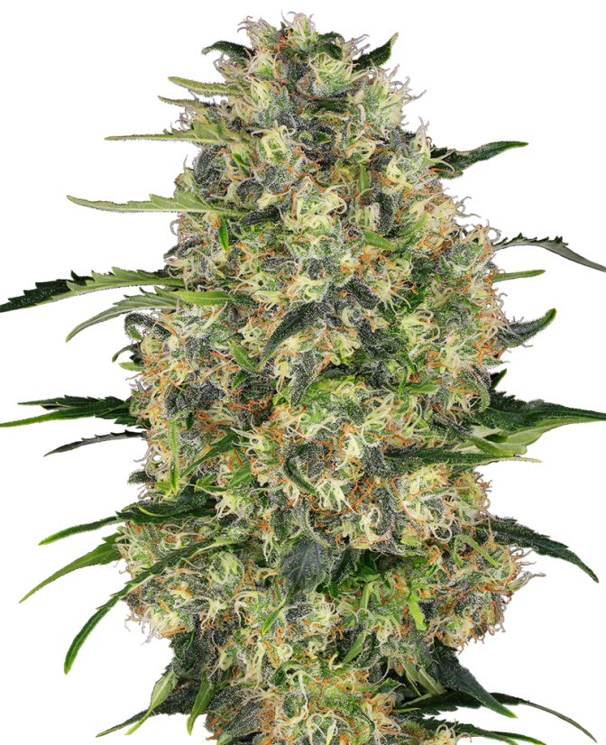 Black Domina rostlina konopí