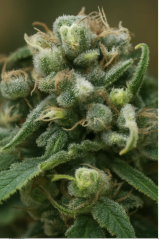 Dědova Tráva - 2 feminizovaná semínka konopí