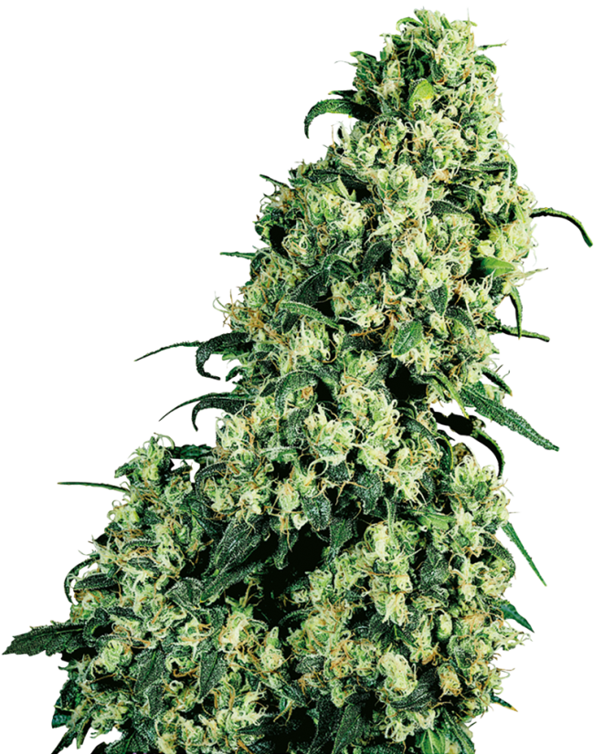 Skunk #1 - rostlina konopí