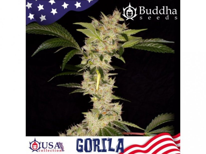 Gorilla AUTO - samonakvétací semínka konopí - Počet semen v balení: 1, Výrobce: Buddha Seeds