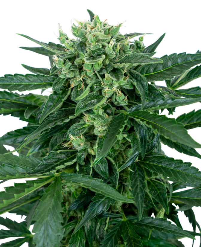 Sensi Seeds Amnesia Auto