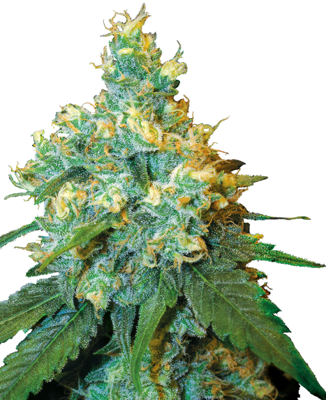 Jack Herer - rostlina konopí