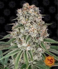 Tropicana Bannana - feminizovaná semínka konopí