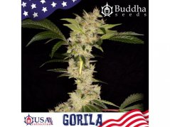 Gorilla AUTO - samonakvétací semínka konopí