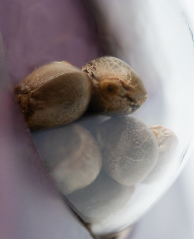 Sensi Purple Kush - feminizovaná semínka konopí - Počet semen v balení: 3, Výrobce: Sensi Seeds