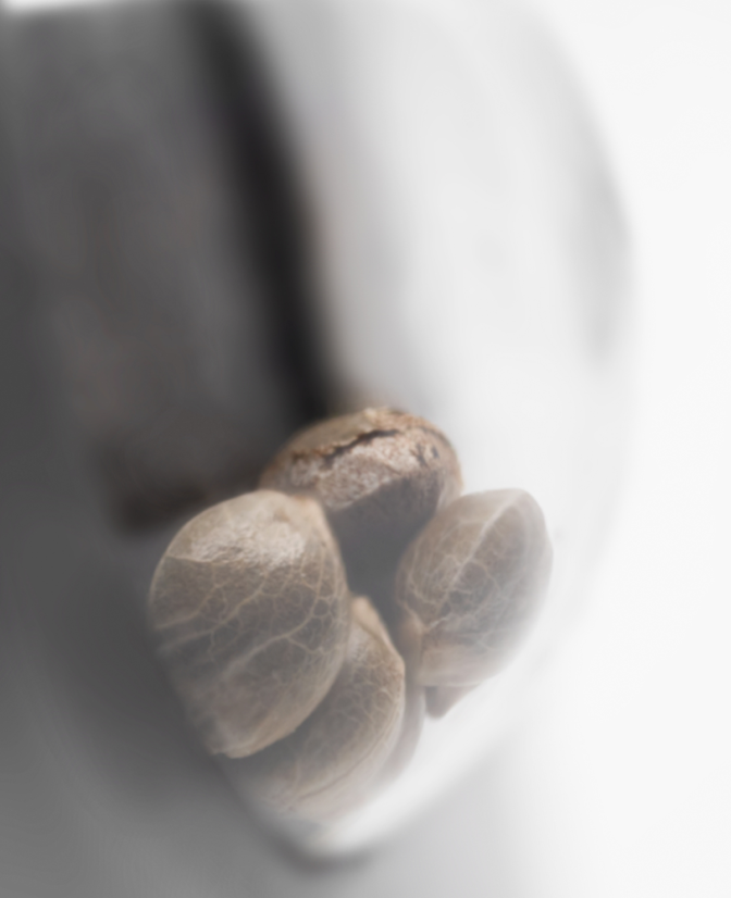 Blueberry Zkittlez Auto - samonakvétací semínka konopí