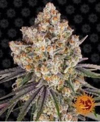 Ice Cream Cake - feminizovaná semínka konopí