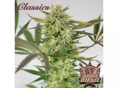 Buddha's Classics Diesel - feminizovaná semínka konopí