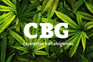 článek o CBG - kanabigerol 