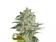 Big Bud - feminizovaná semínka konopí