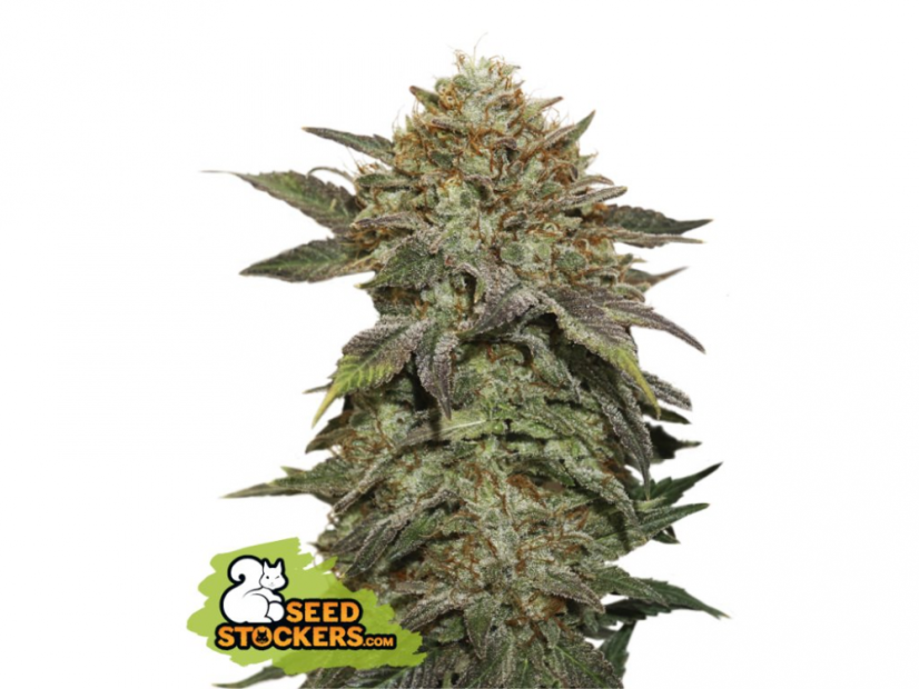 Fruit Cake - feminizovaná semínka konopí