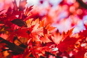 Bylinky do vaporizéru: Voňavý podzim 🍂
