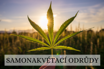 Samonakvétací odrůdy konopí