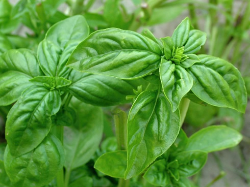 Bazalka rostlina