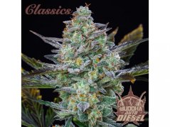 Buddha's Classics Auto Diesel - samonakvétací semínka konopí