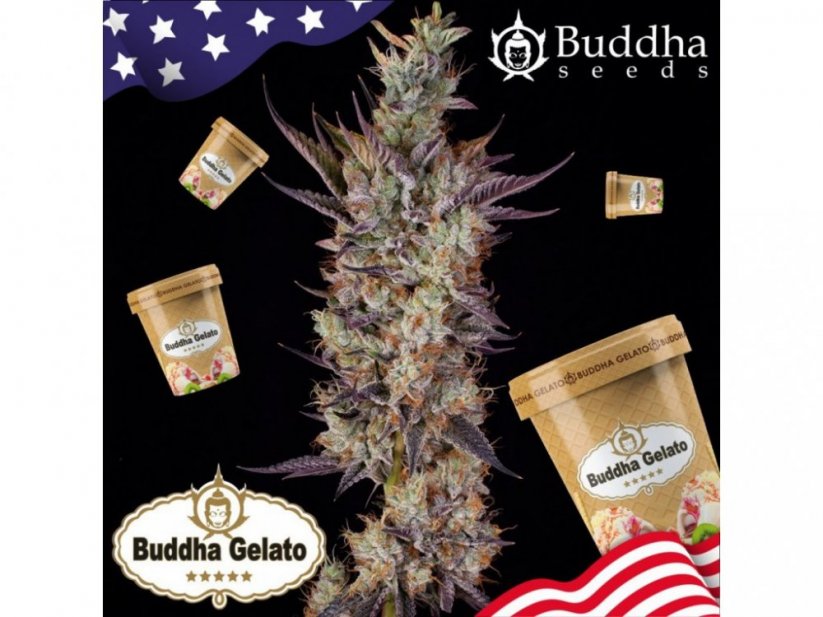 Buddha Gelato - feminizovaná semínka konopí - Počet semen v balení: 3, Výrobce: Buddha Seeds