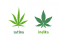 Odrůdy konopí - sativa, indika, ruderalis
