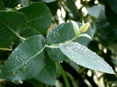 Eukalyptus list