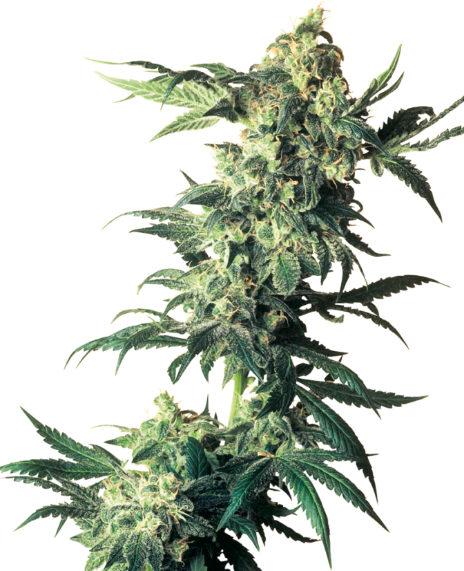 Northern Lights - rostlina konopí