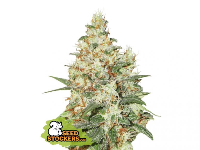 O.G Kush auto - samonakvétací semínka konopí