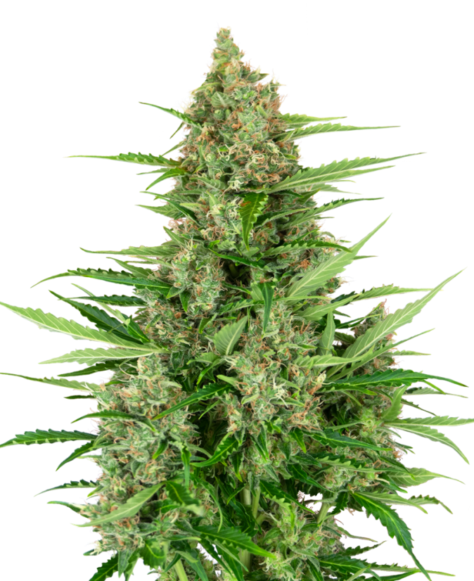 Sensi Seeds Double Kush Cake Auto