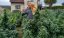 CBD konopí - Floberry Dream - Dobrý Šaman - Balení: 1g