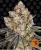 Ice Cream Cake - feminizovaná semínka konopí