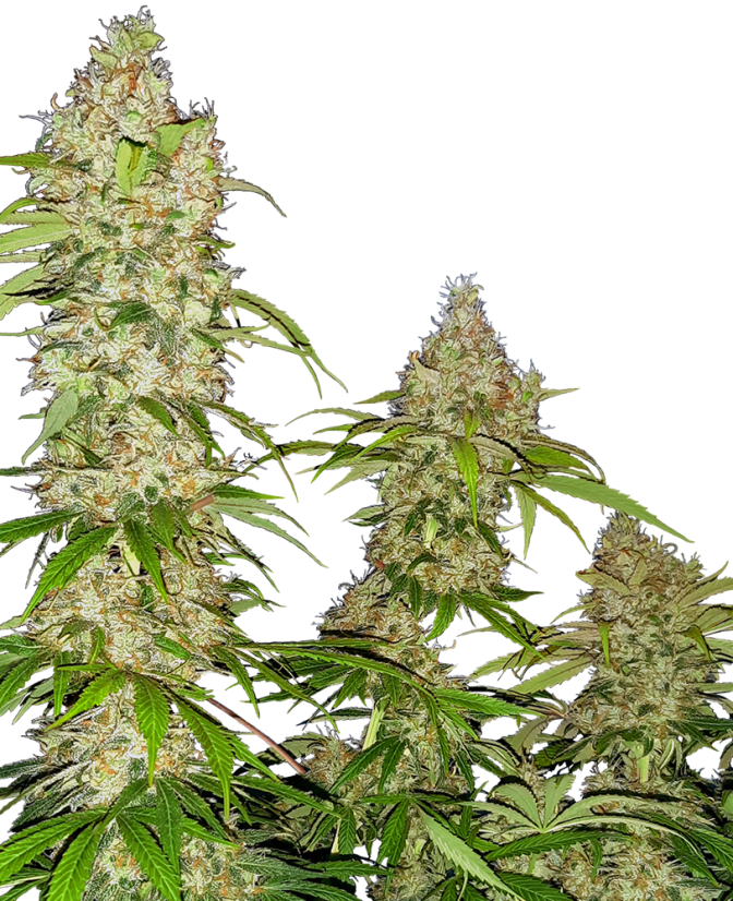 Sensi Seeds Banana Kush Cake