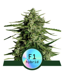 Milky Way F1 - samonakvétací semínka konopí