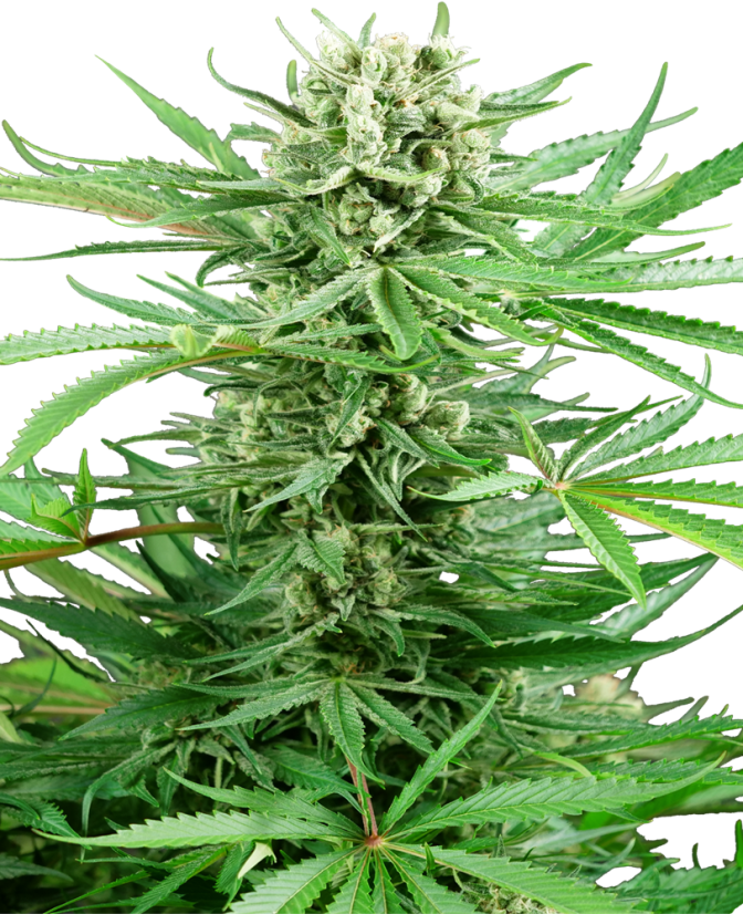 Papi Chulo OG