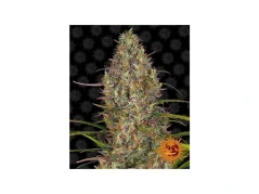 Glue Gelato - samonakvétací semínka konopí