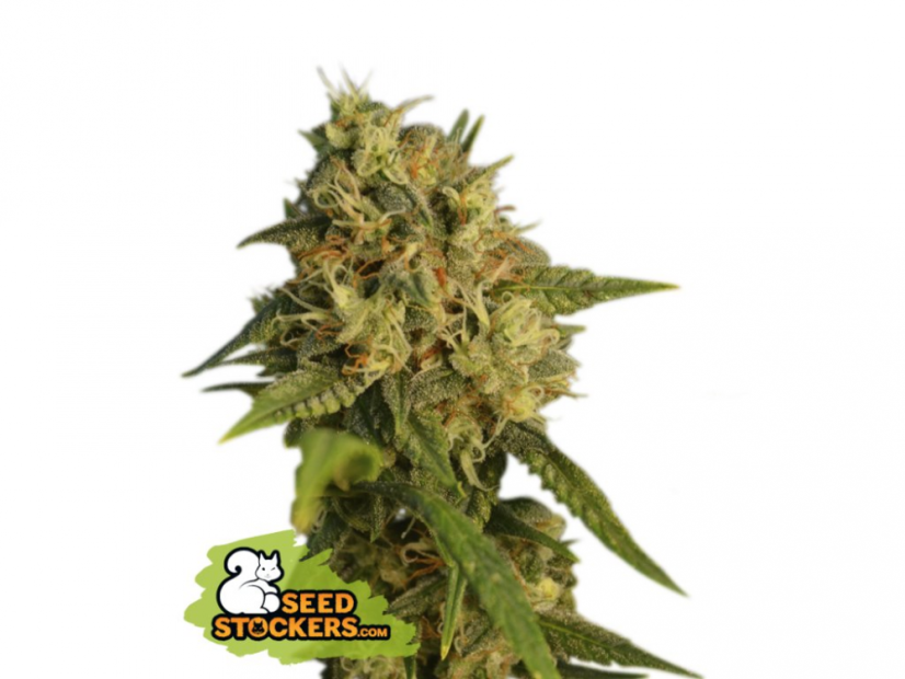 O.G Kush - feminizovaná semínka konopí - Počet semen v balení: 5, Výrobce: Seed Stockers