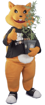 Seedstockers 🐿 - Zkušenosti - Začátečníci