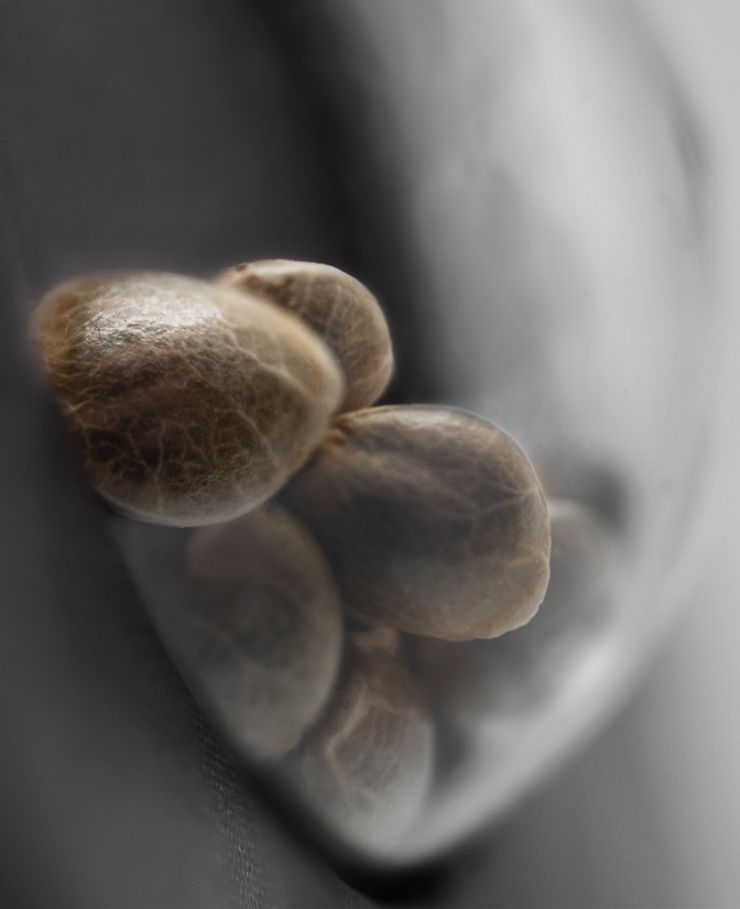 Cashew Kush semínka konopí