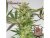 Buddha's Classics Diesel - feminizovaná semínka konopí