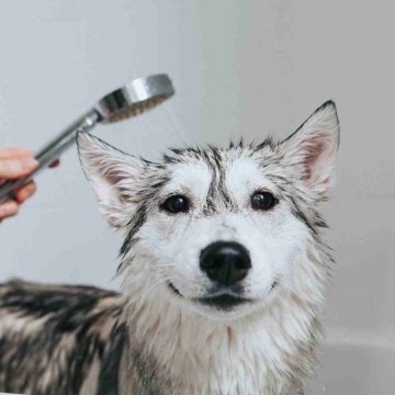 Šampóny pro zvířata - Skladem