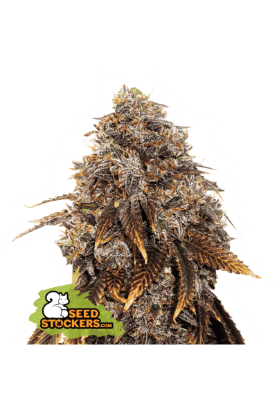 Gelato 41 - feminizovaná semínka konopí