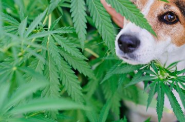 CBD produkty pro zvířata