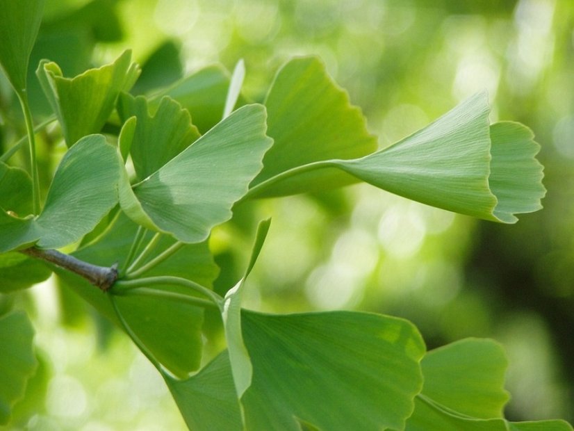 Ginkgo list