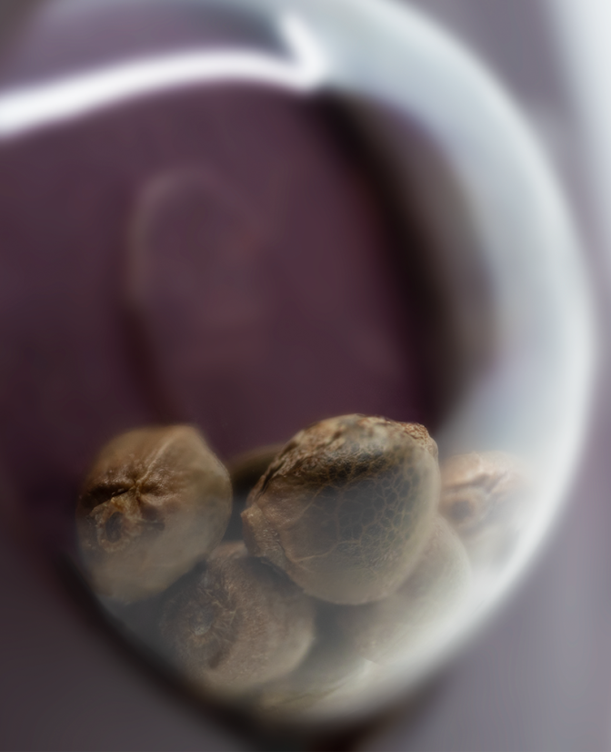 Semínky konopí Big Bud