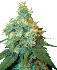 Jack Herer - rostlina konopí Jack Herer - rostlina konopí