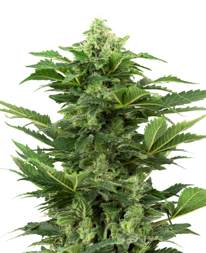 Sensi Seeds Afghan Pearl
