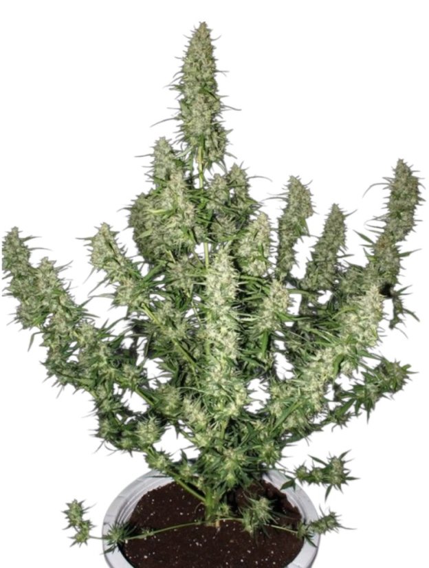 Magnum Auto - samonakvétací semínka konopí - Počet semen v balení: 3, Výrobce: Buddha Seeds