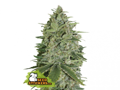 Super Skunk - feminizovaná semínka konopí