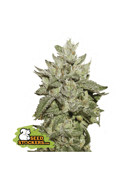 Wedding Cake - feminizovaná semínka konopí