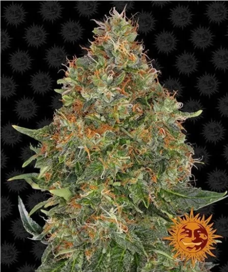 Pineapple Express - samonakvétací semínka konopí - Počet semen v balení: 3