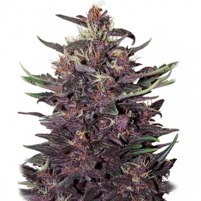 Buddha Purple Kush - feminizovaná semínka konopí - Počet semen v balení: 3, Výrobce: Buddha Seeds