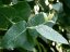 Eukalyptus list