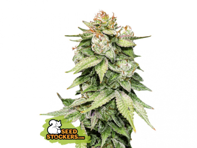 Gorilla Glue Auto - samonakvétací semínka konopí